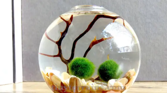 L'alga MARIMO : Cos'è?Tutte le curiosità e nozioni per tenerla in acquario.  