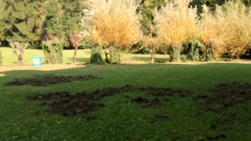 I segni del passaggio dei cinghiali nel parco - Foto © www.giornaledibrescia.it