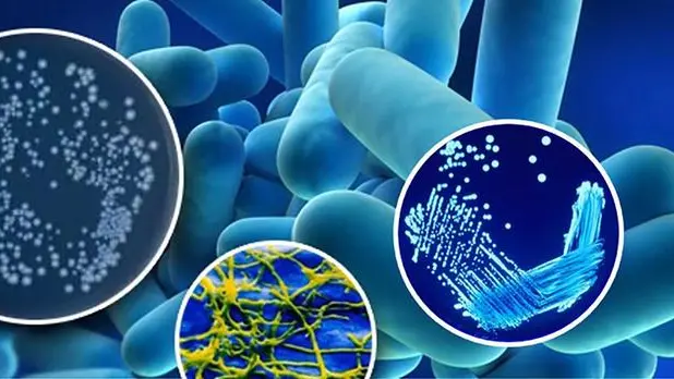 Il batterio della legionella