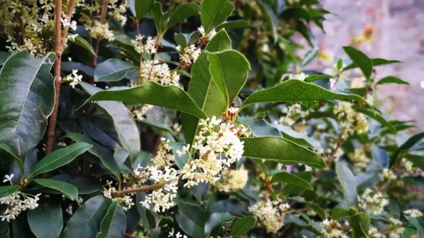 Osmanthus fragrans © www.giornaledibrescia.it