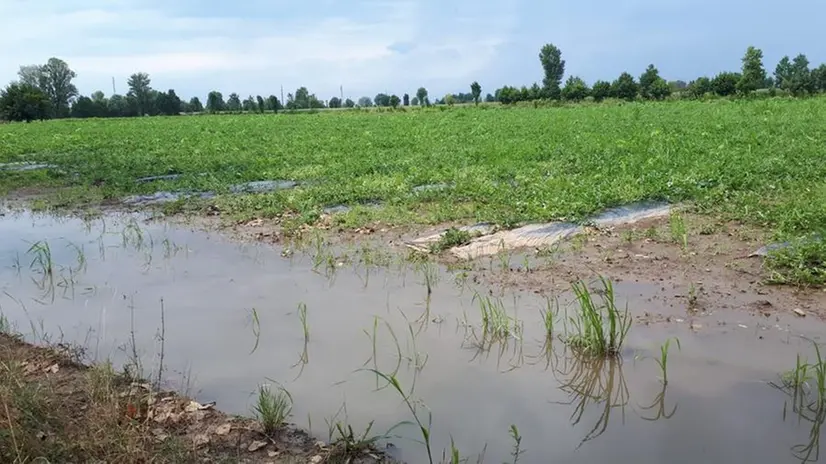 Campi allagati e danneggiati nel Bresciano (foto Coldiretti)