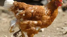 Il brodo di gallina è un grande classico (foto d'archivio)