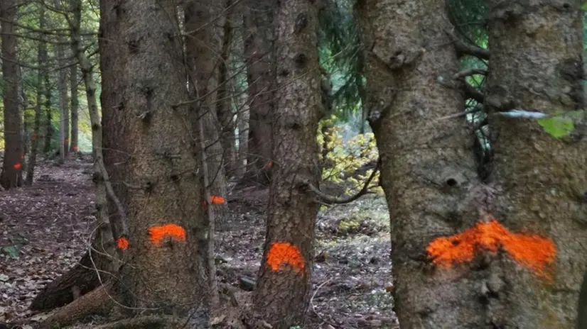 In rosso.  La Forestale ha segnato gli alberi da tagliare