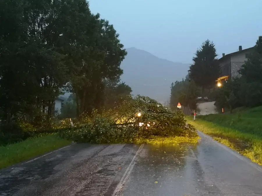Alberi abbattuti dal maltempo  (Archivio)