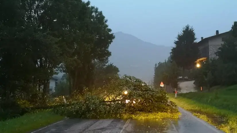 Alberi abbattuti dal maltempo (Archivio)