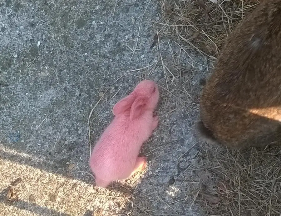 Il coniglio rosa nato a Manerbio