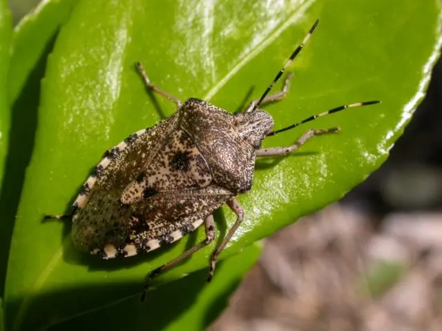 Allarme cimici: ecco i rimedi casalinghi per tenerle lontane