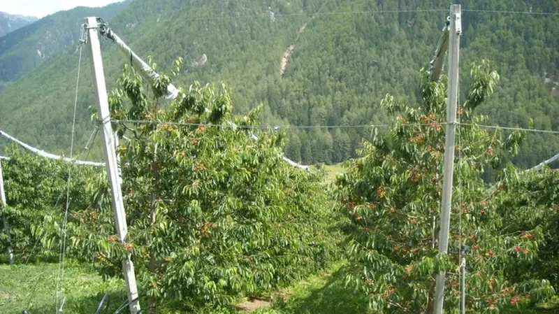 Valcamonica - Nella zona abbondano le coltivazioni di piccoli frutti di bosco - © www.giornaledibrescia.it