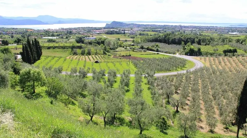 Garda - L'area è particolarmente ricca di oliveti, vigneti e limonaie - © www.giornaledibrescia.it