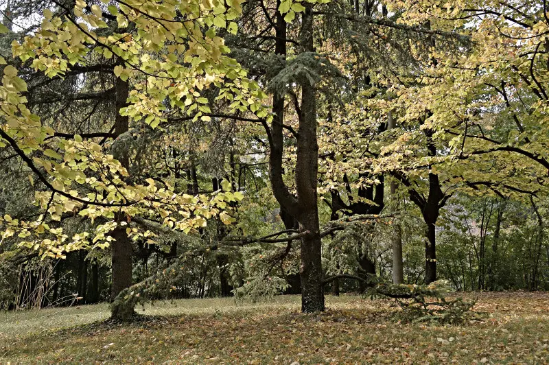 La città si veste d'Autunno -    Foto Pierre Putelli/Neg © www.giornaledibrescia.it
