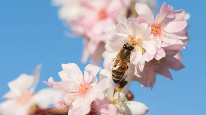 Un ciliegio in fiore