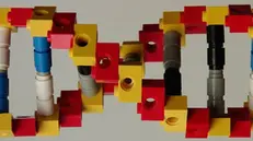 Scoperta la preziosa proteina-Lego (foto simbolica)