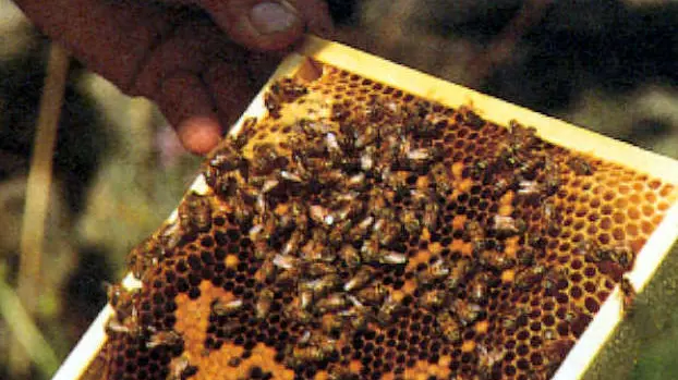 Allarme nel Bresciano, sono in calo sia le api sia la produzione del miele