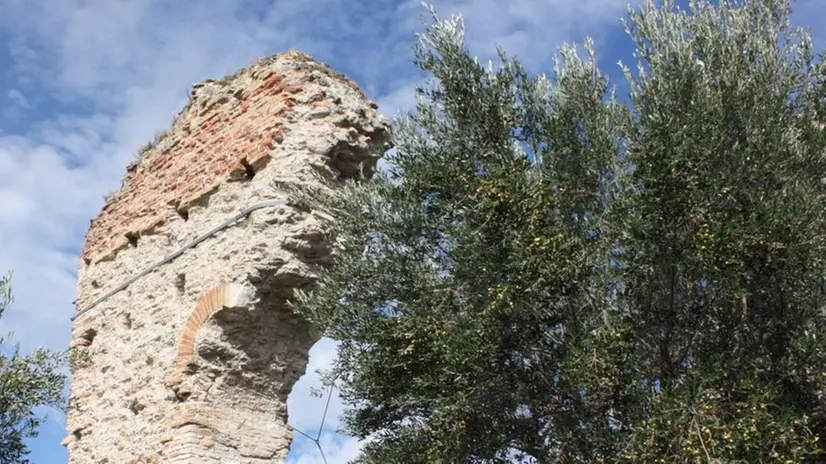 Grotte di Catullo, sono poco meno di 1.500 gli ulivi nell'area archeologica - © www.giornaledibrescia.it