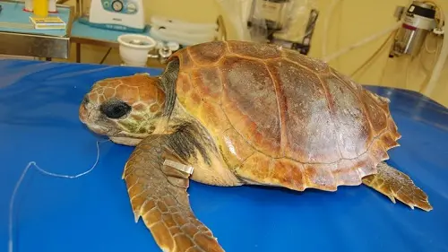 Oltre il 70% delle tartarughe ricoverate presenta residui di plastiche nel tratto gastrointestinale - Foto di repertorio