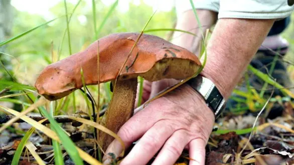 Il Museo di Scienze è il luogo dove i raccoglitori di funghi possono incontrare gli esperti di micologia e condividere i risultati delle loro ricerche - Foto di repertorio