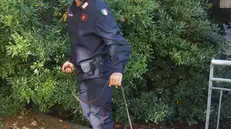 Cane antidroga a scuola - Foto  © www.giornaledibrescia.it