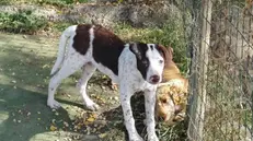 Una casa per gli animali. L’associazione Laica si occupa di cani e gatti - © www.giornaledibrescia.it