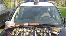 Alcuni degli uccelli e delle armi sequestrati