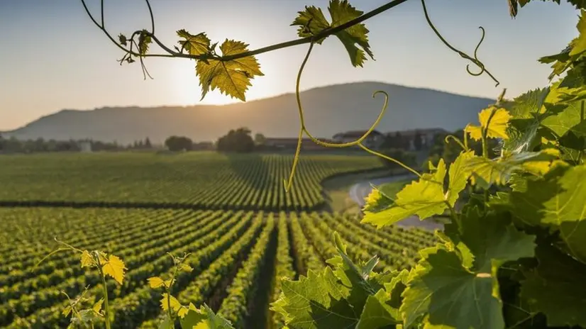 Da tutelare. Si punta a una progettazione condivisa per la Franciacorta