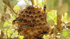 Un nido di vespe: per la rimozione è sempre meglio procedere con cautela, o chiamare i Vigili del fuoco