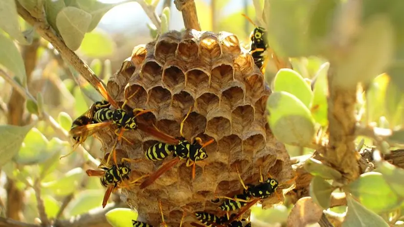 Un nido di vespe: per la rimozione è sempre meglio procedere con cautela, o chiamare i Vigili del fuoco