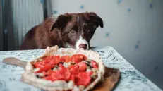 Il cane che guarda con aria affamata i pomodori