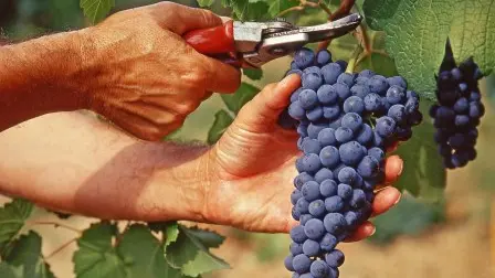 La vendemmia 2018 promette bene