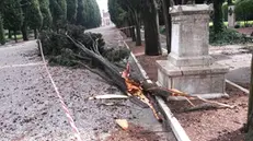 Un albero caduto al cimitero monumentale- Foto di repertorio