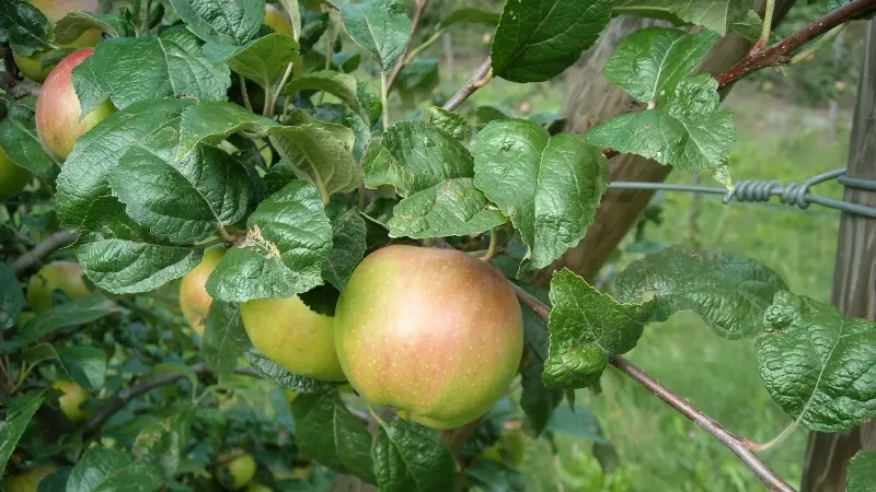 Una mela in Valcamonica - Foto © www.giornaledibrescia.it