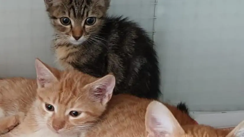Salvati. I gatti trovati in casa