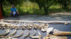 Pompei, nuovi reperti: c'è anche un cavallo intero