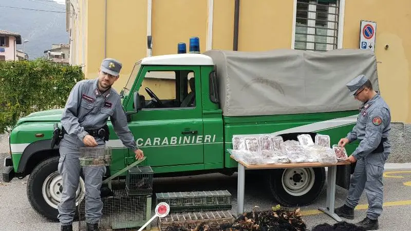 Uccellatore denunciato dai Carabinieri forestali a Condove  Sequestrate  tre gabbie trappola e liberati gli uccelli catturati