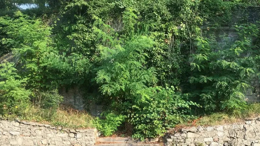 Invaso dai rovi. L’accesso al parco delle Rimembranze a Salò è quasi invisibile a causa della vegetazione - © www.giornaledibrescia.it