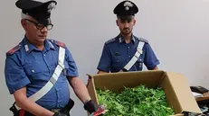 La marijuana trovata dai carabinieri