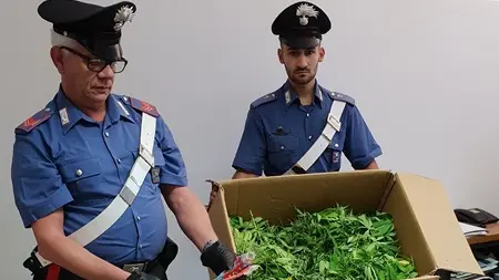 La marijuana trovata dai carabinieri