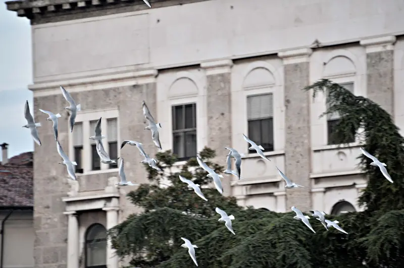 Stormo di Gabbianelle in città