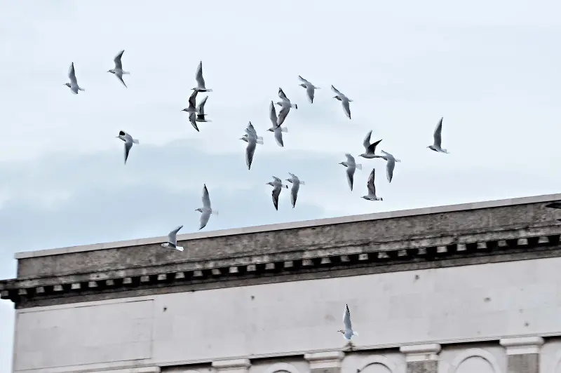 Stormo di Gabbianelle in città