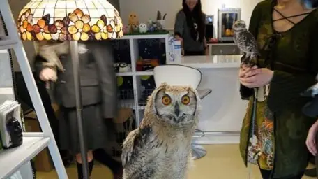 Così in Giappone. Gufi tra i clienti all’interno di un Owl Cafè a Tokyo