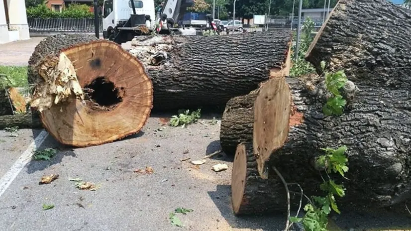 Ammalorata. La vecchia quercia abbattuta a causa di un fungo