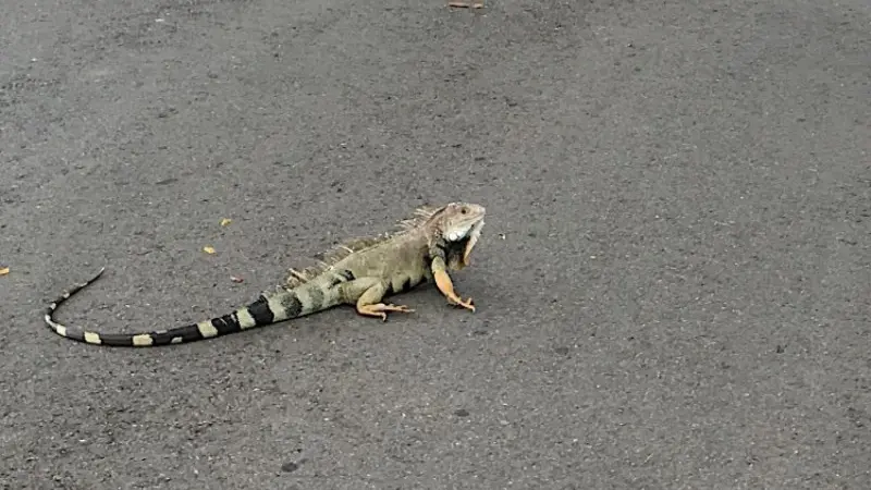 Un'iguana... per strada - © www.giornaledibrescia.it