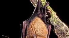 In Valcamonica esistono 22 specie di pipistrello