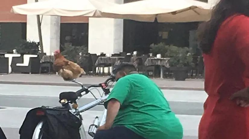 Un giro in città con la gallina