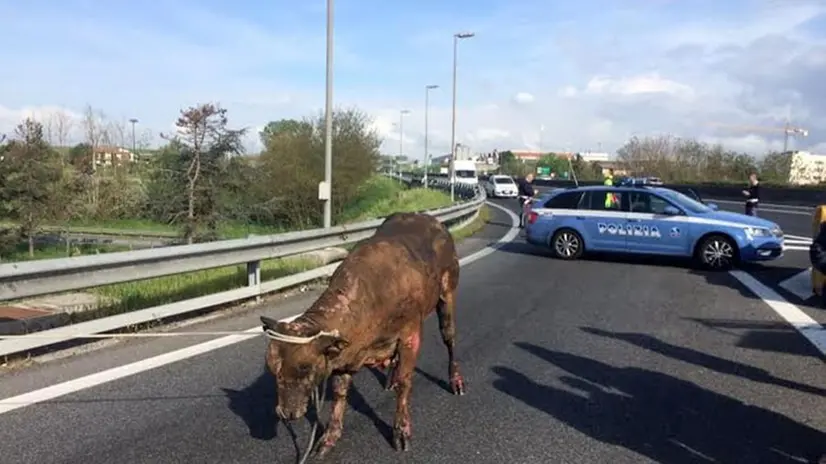 Un toro in autostrada - Foto di archivio