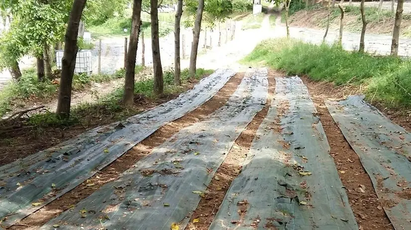 La zona. La piantagione in una zona vietata alla coltivazione