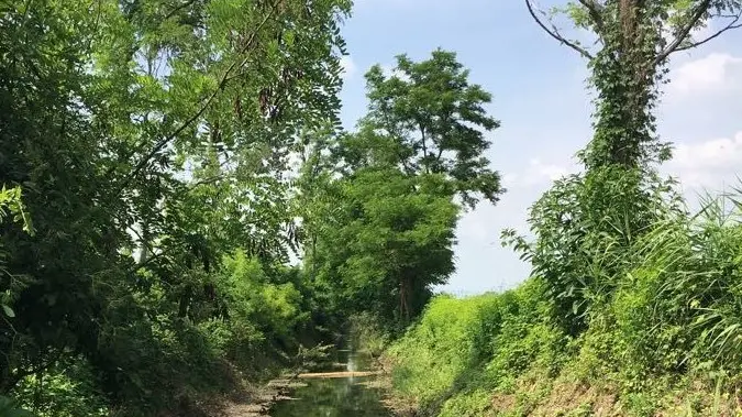 Paesaggio. Il fontanile Caisì, uno dei più belli, in territorio di Torbole Casaglia