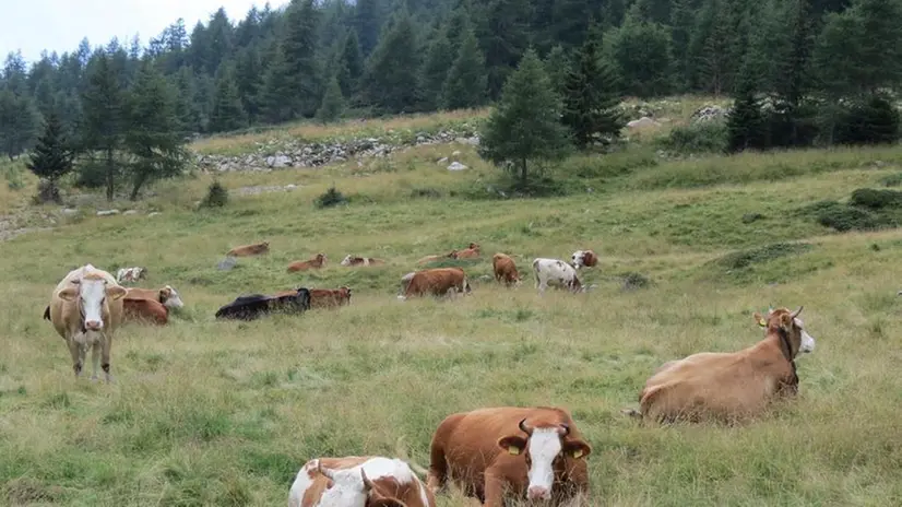 Interventi. Riguarderanno anche i pascoli camuni