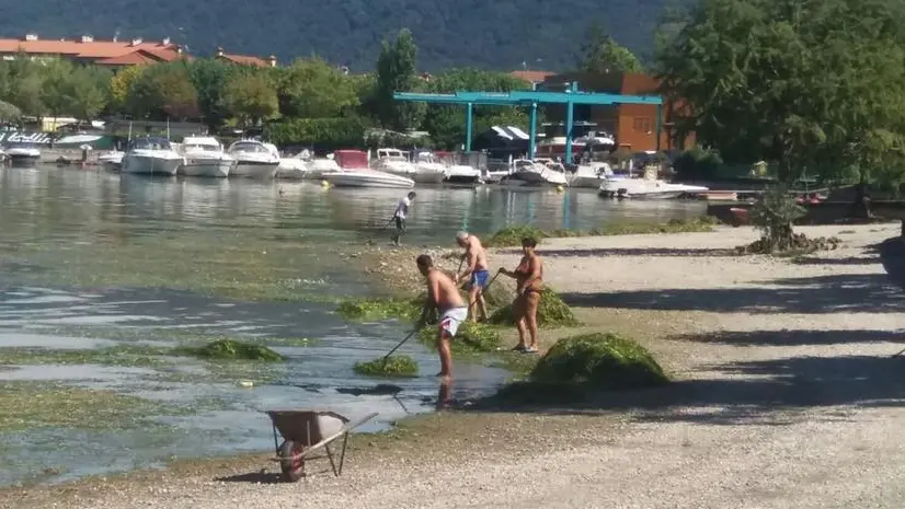 A Clusane. I campeggiatori del  Belvedere aiutano a pulire le alghe