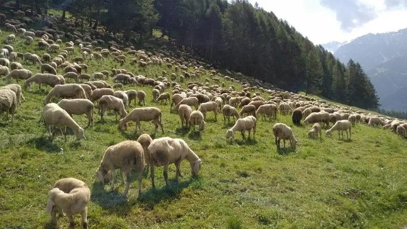 Al lavoro. Il gregge in Val Canè in azione