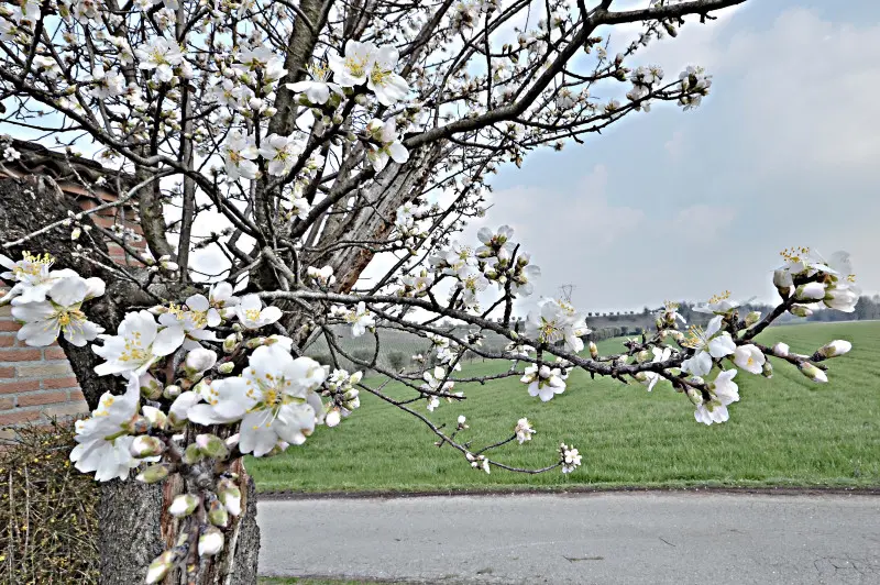 Accenni di primavera
